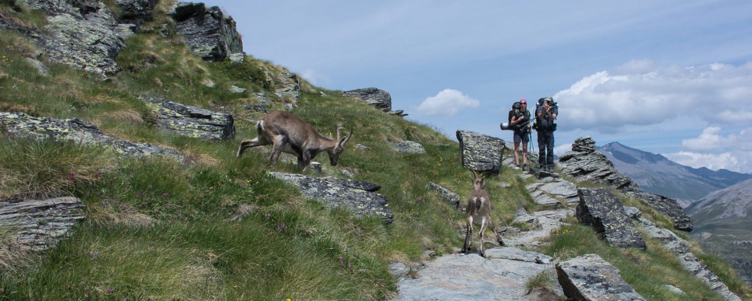 Activités nature camping Les Mélèzes-La Fennaz