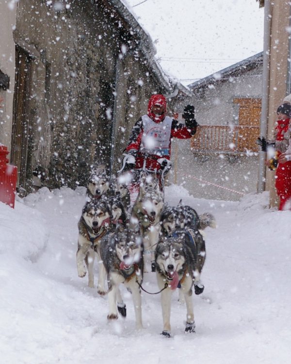 chien de trainneau 2