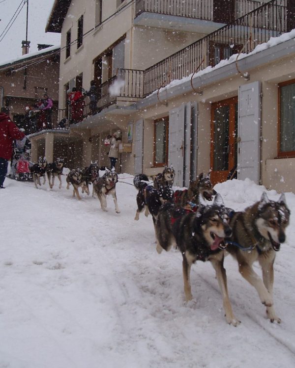 chien de trainneau