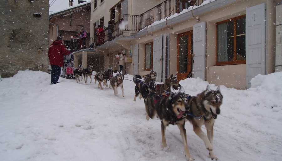 chien de trainneau