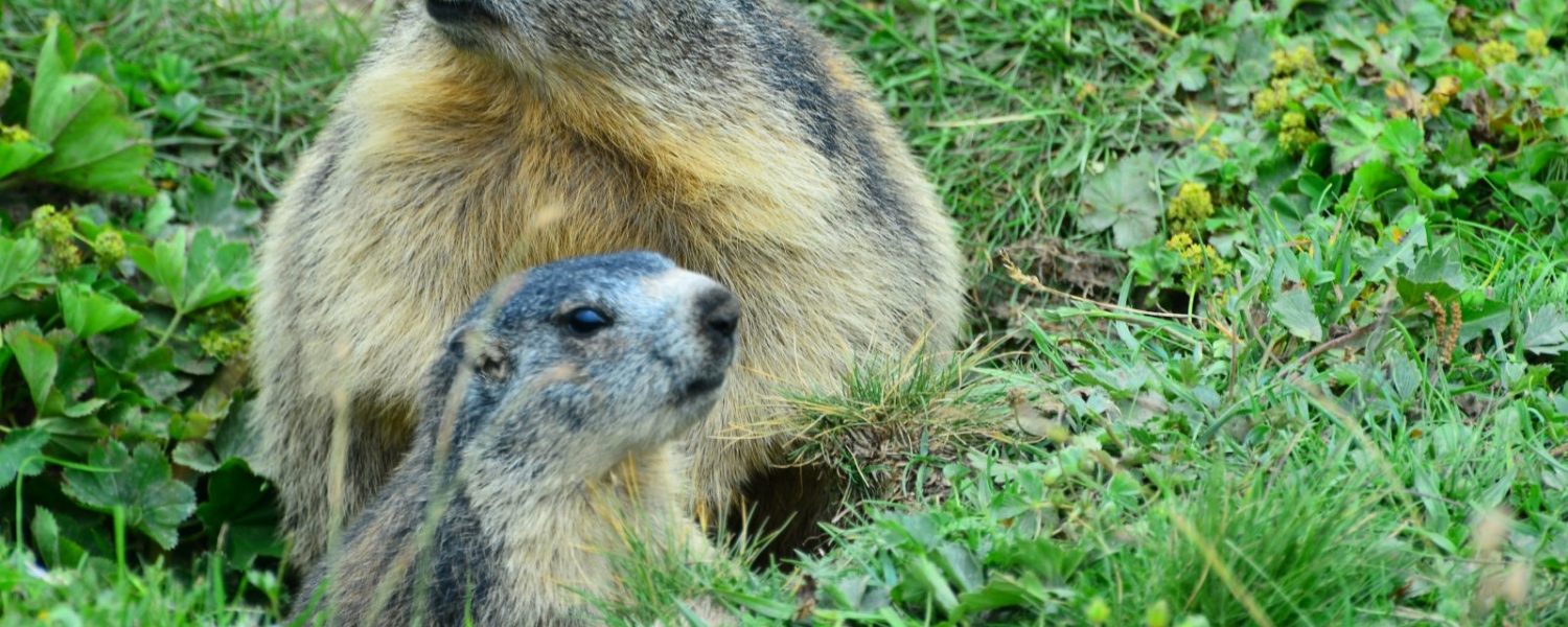 famille marmottes