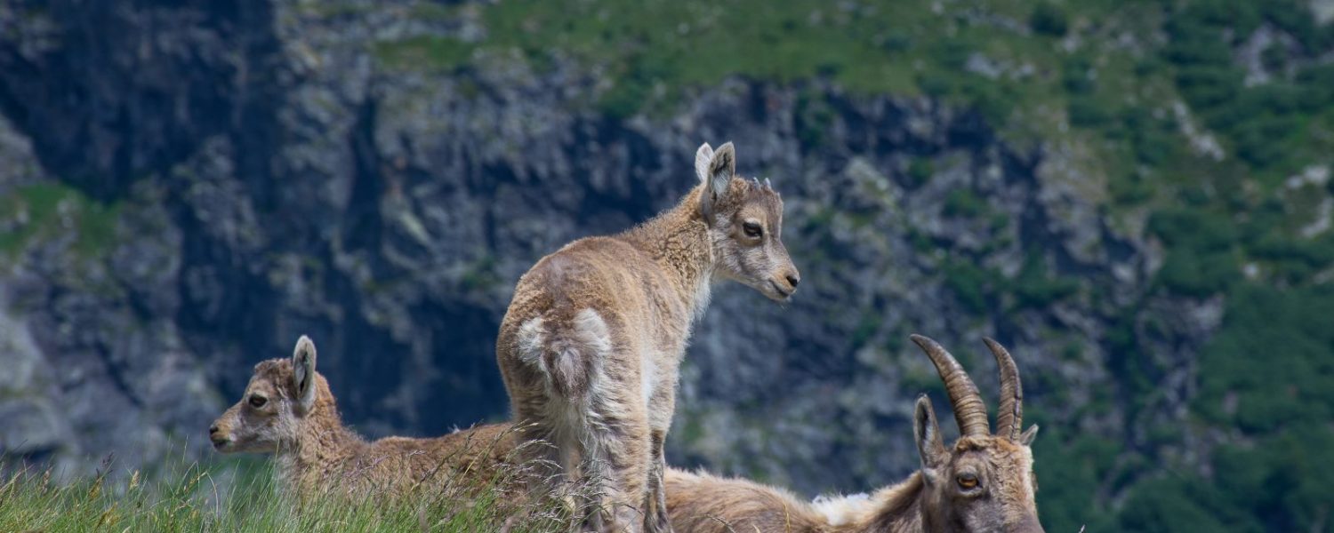 rencontre avec famille bouquetin