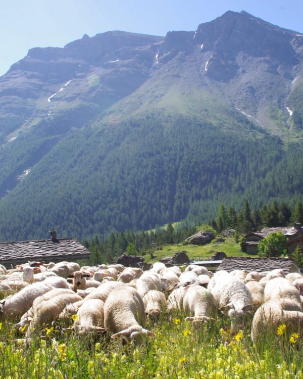 transhumance 3